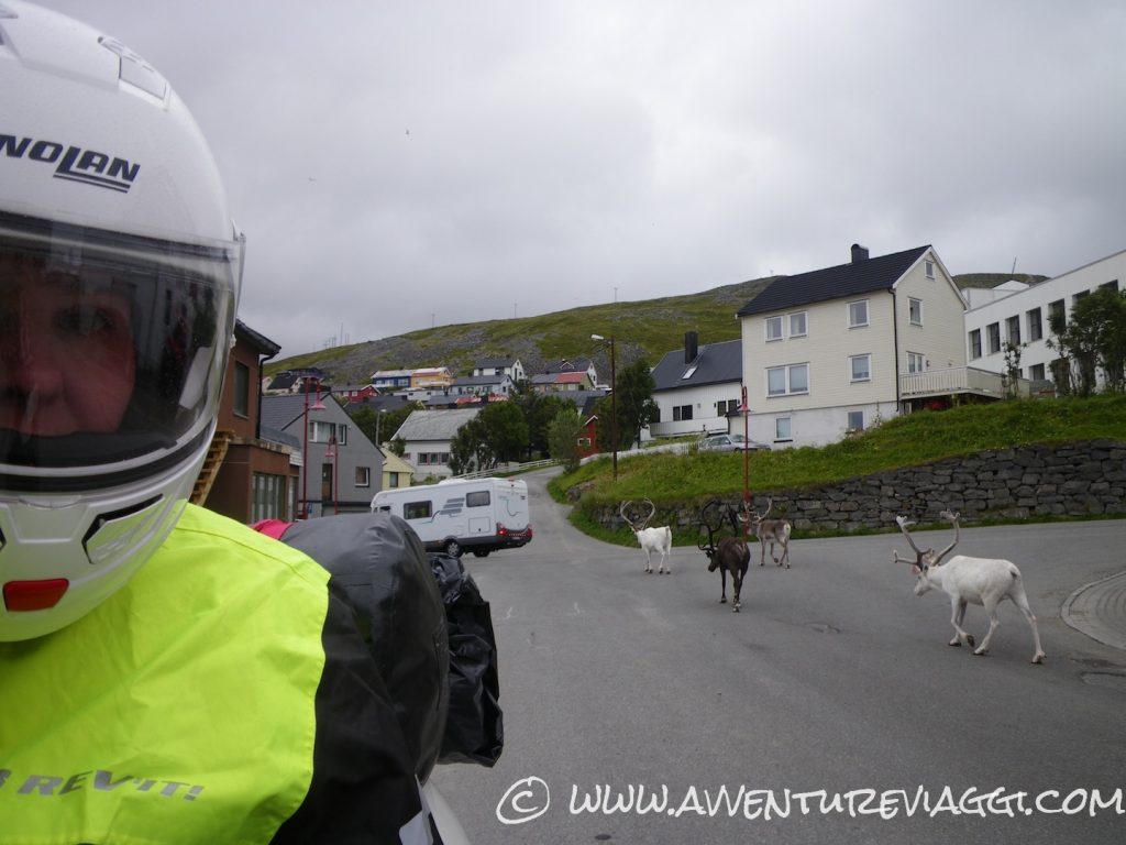 animali domestici a Honnisvag