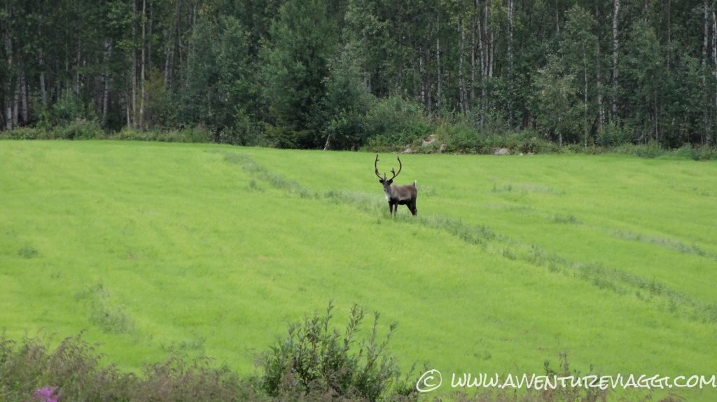 avvistamento renna