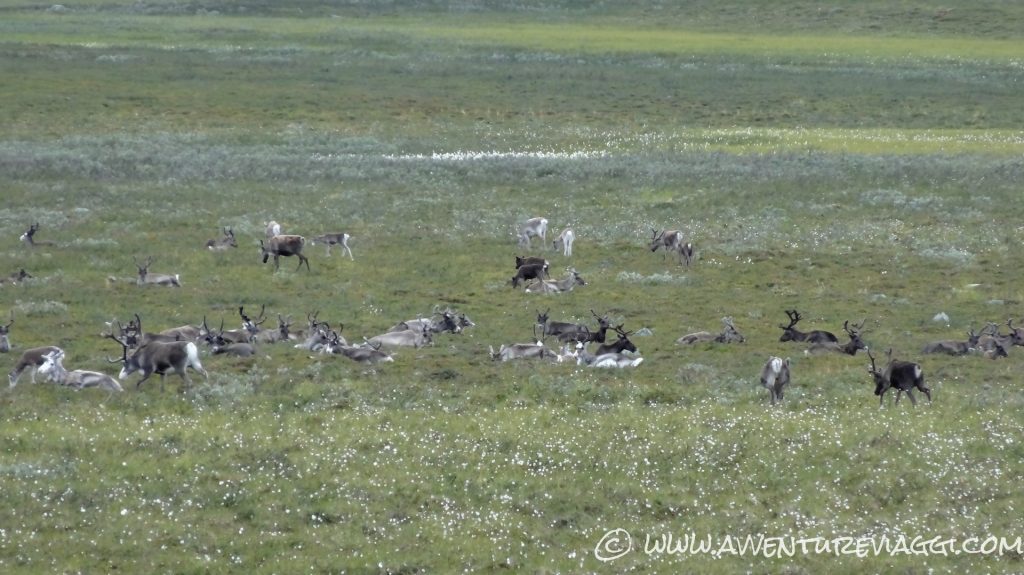 mandria di renne all'orizzonte