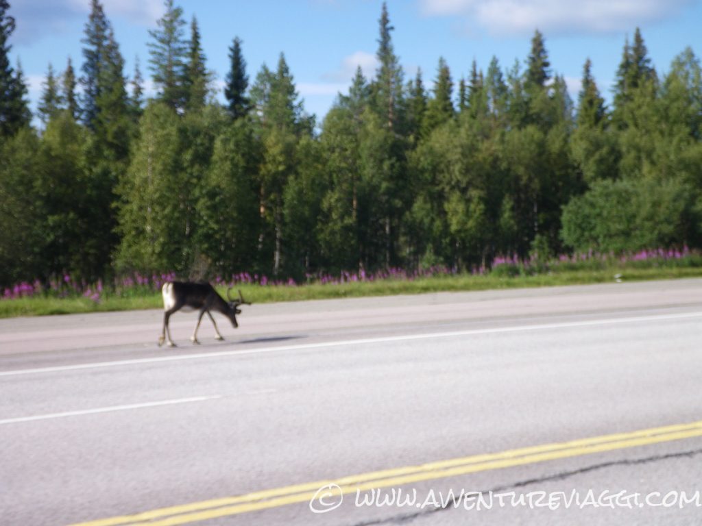 renna in cerca della via