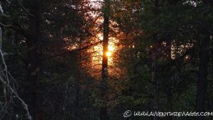 sole di mezzanotte nella foresta a Inari