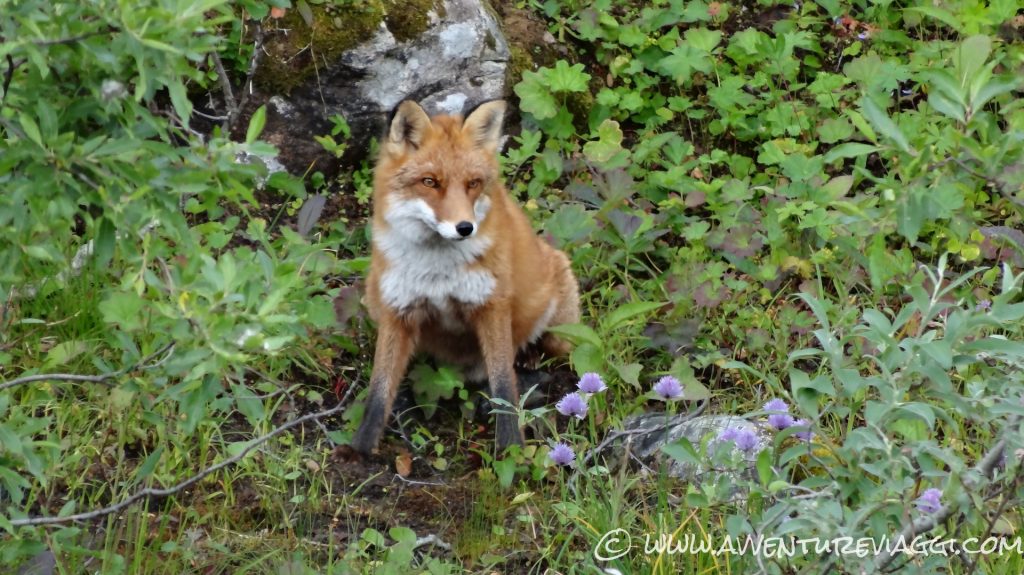 volpe del circolo polare artico