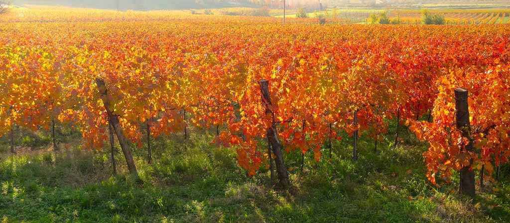 Viti dei colli euganei