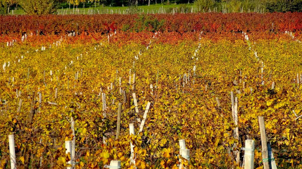 sfumature di colore nei colli euganei
