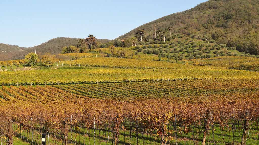 coltivazioni di viti colli euganei