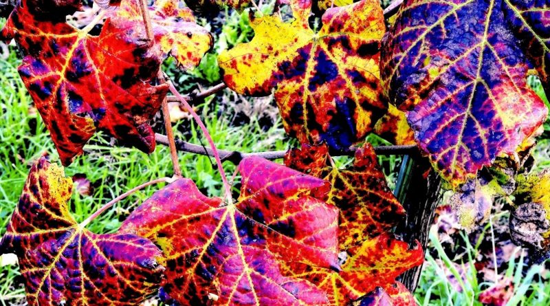 autunno colli euganei