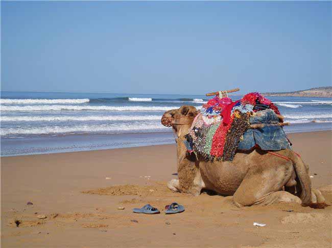 Essaouira mare sabbia cammelli