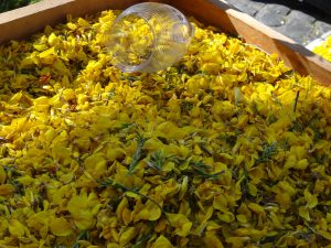 petali gialli