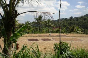 Viaggio a Bali