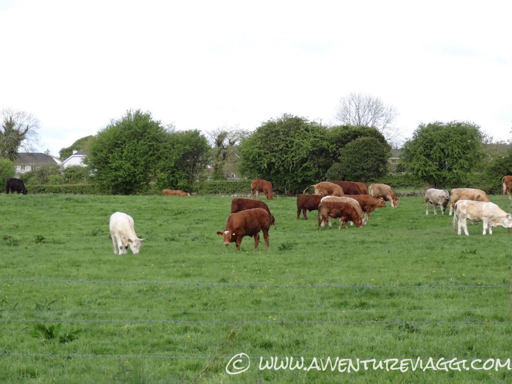 mucche irlandesi