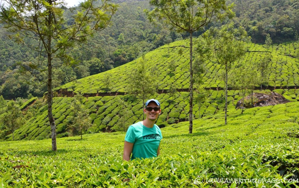 tea plantation 2